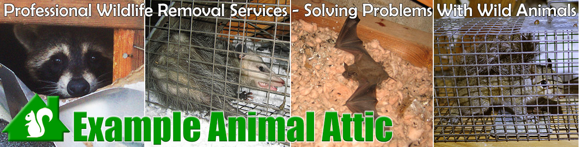 SITY Animal Attic